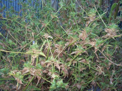 my garden 3.JPG