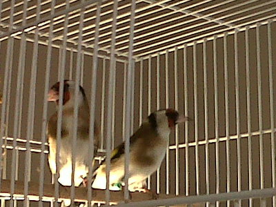 IMG00281-20110204-1159.jpg