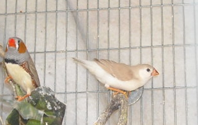 The other side of the bird is perfectly matched.