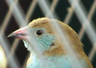 Profile shot of RCCB Hen