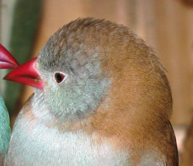 Profile shot of BCCB Hen