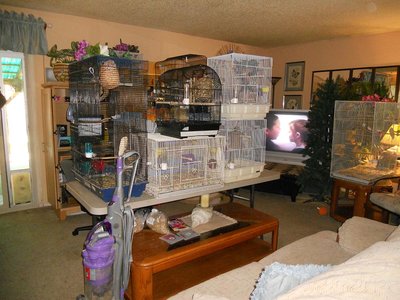 Aviary and floor 006.jpg