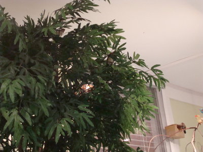 DSC08009.JPG