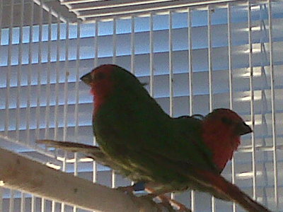 IMG00412-20110307-1017.jpg