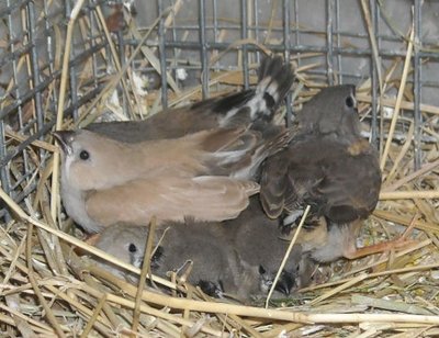 Not sure if they are siblings or not. All appear to be of the same age but could have come from different nests.