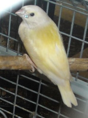Second chick with lighter beak &amp; lighter body color.