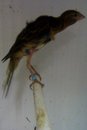 newly fledged gibber baby!