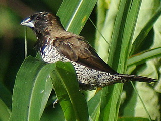 Black Face Munia