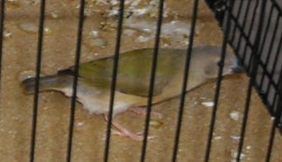 19 mo. old female OH PB GB Gould