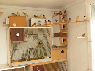 colony of gouldians