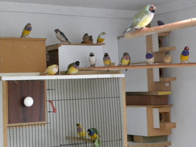 colony of gouldians