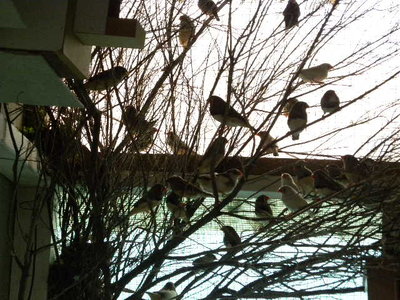 the results from 8 pairs of zebra finches in 7 months. - 150 birds  any-one want them