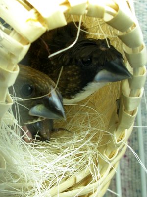Here are Wave (female crested) and Walnut (Male) -- you can see one of their Star charges under them...