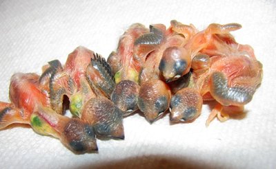 Here are the six Yellow Head Star Babies... stuffed little cabbages!!
