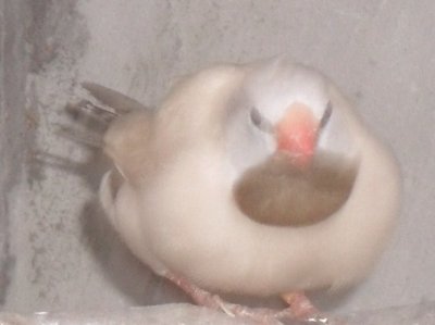 Finch.jpg