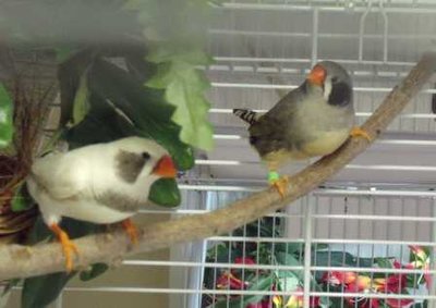 3-27 BC female and Continental CFW male closeup.jpg