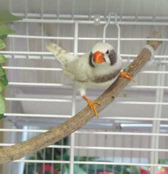3-27 Continental CFW male.jpg