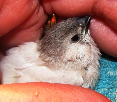 Here is the little (guy)... looks like white cheek patches at this point... could that change?
