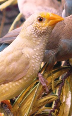 The YF fledglings have an Isabel Star mother.
