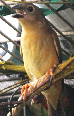 Here is one of my YF fledglings -- they are so flighty I couldn't get them both in the picture! :(