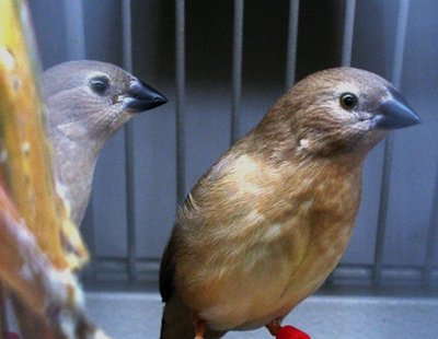 These are the 2 RF Star juveniles.  They are split (obviously) for Yellow Face.