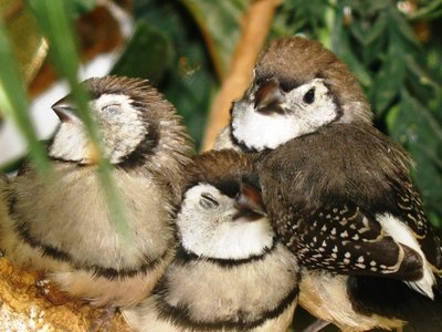 Sleepy Owlettes 1.jpg