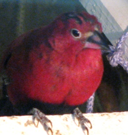 Ember, Male BB FF