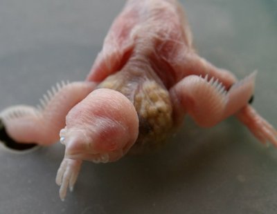 albino.jpg