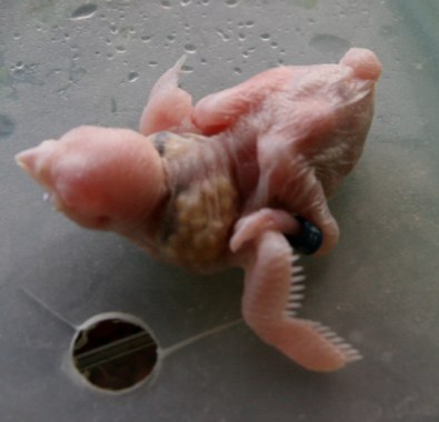 albino2.jpg