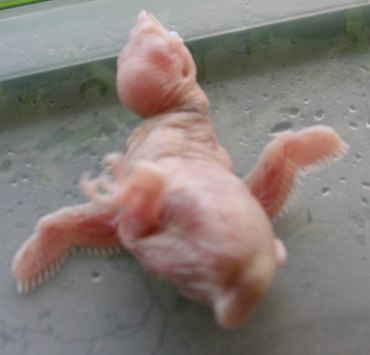 albino3.jpg