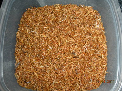 Two minutes, and the carrot is buried in a mass of mealies.