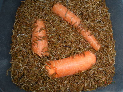 Start with one thin carrot, broken into 3 pieces, and 20,000 mini mealworms, give or take a few!