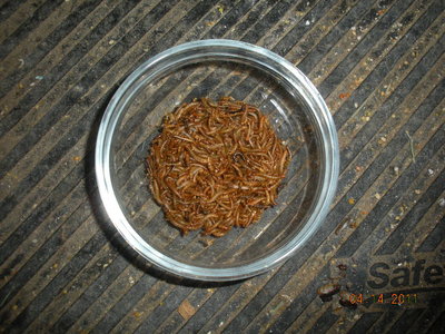 Bowl of mini mealworms.