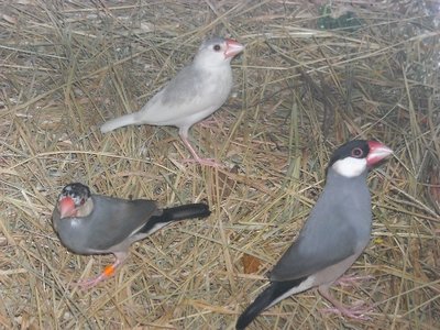 These Javas are approximately 4-6 months old.