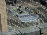 Feeding Time (200x150).jpg