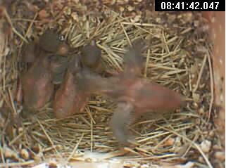 Here is a pix of one of the chicks backing up to poop.  You notice that the poop is on the sides of the nest, and the center is pretty clean.