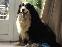 Samson (200x150).jpg