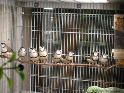 All eight of my new Owls.