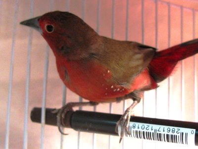 BB Firefinch Sm 1.jpg