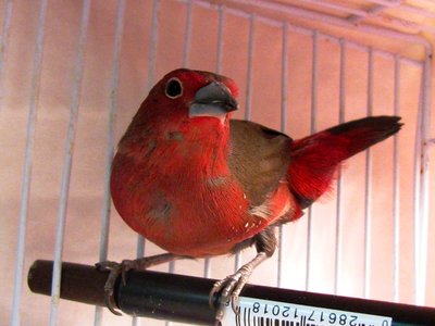 BB Firefinch Sm 3.jpg