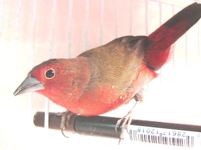 BB Firefinch Sm 6.jpg