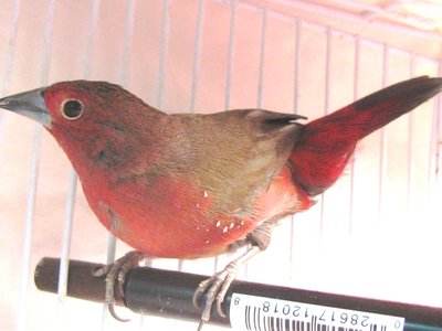 BB Firefinch Sm 5.jpg