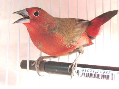 BB Firefinch Sm 4.jpg