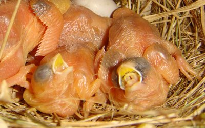 No mouth markings in chick on left.