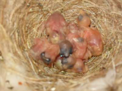 march 31 2011 008.JPG