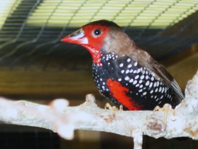Painted Male