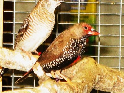 Painted Female
