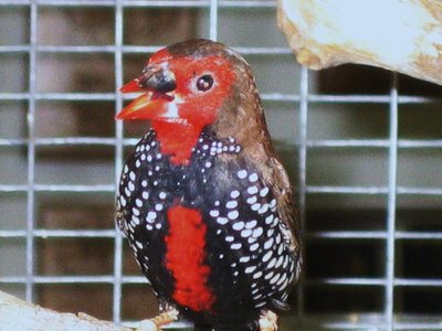 Painted Male