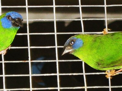 Blue Faced Parrot pair