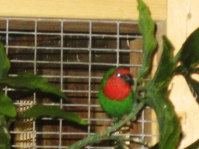 Red Faced Parrot Male